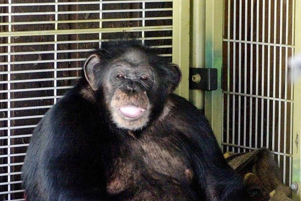 Charla Nash, Whose Face Was Ripped Off by Her Friend's Chimpanzee