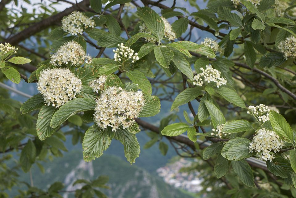 Sorbus aria