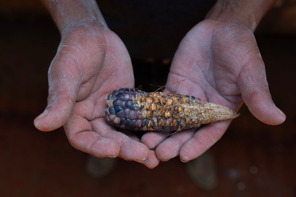 Farmer Julio Estela holds a piece of corn at the end of Guatemala’s dry season. (Brian Lawless/PA)