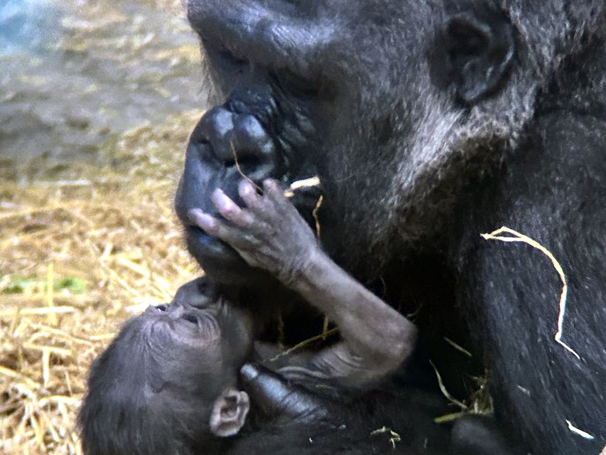 The baby gorilla has not been named yet (Detroit Zoo via AP)