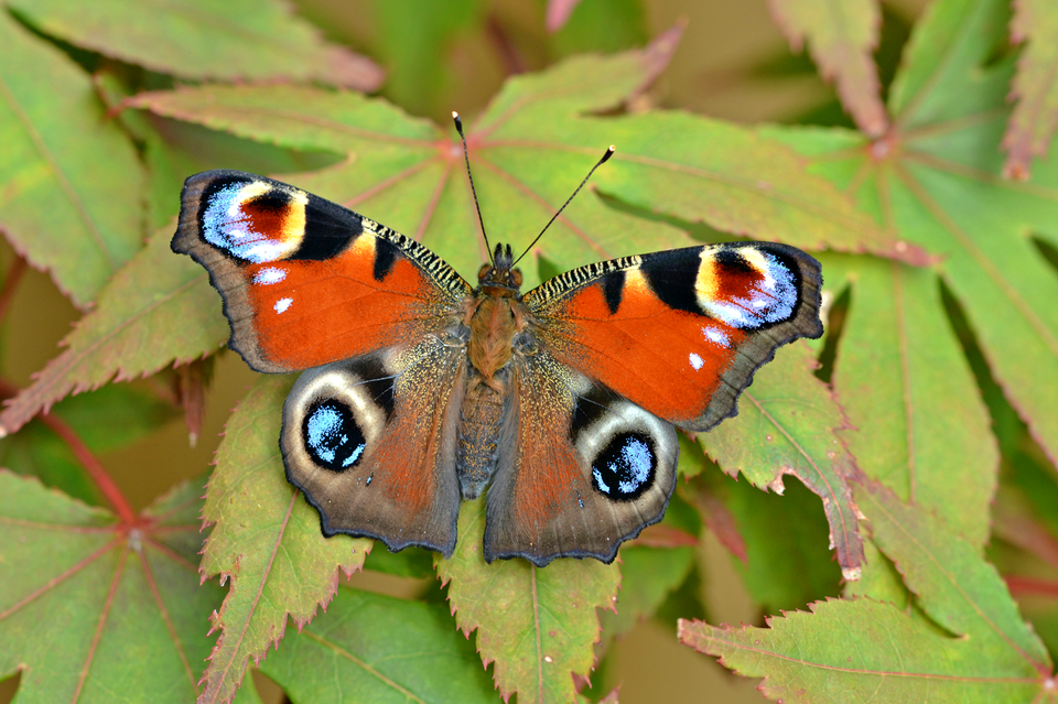 Peacock butterflies are usually seen throughout Europe (Andrew Cooper/Butterfly Conservation/PA)