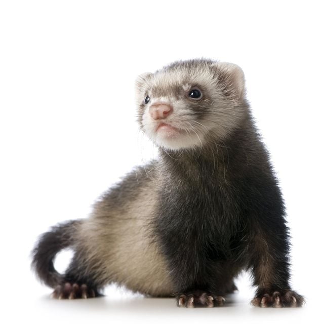 Ferret bird 2024