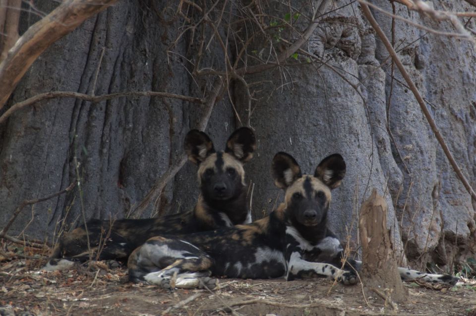 Painted hunting dogs – or Africa wild dogs – are among the world’s most endangered carnivores (Fauna and Flora)