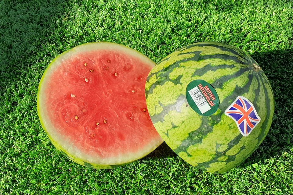 Heatwave helps bumper watermelon crop at British farm |  