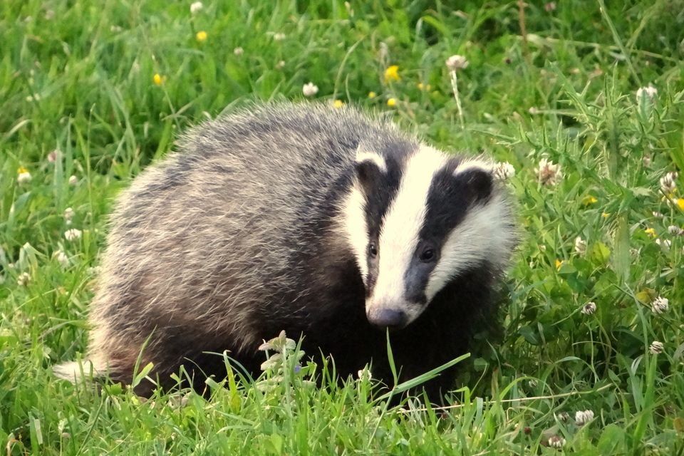 badger attack victim