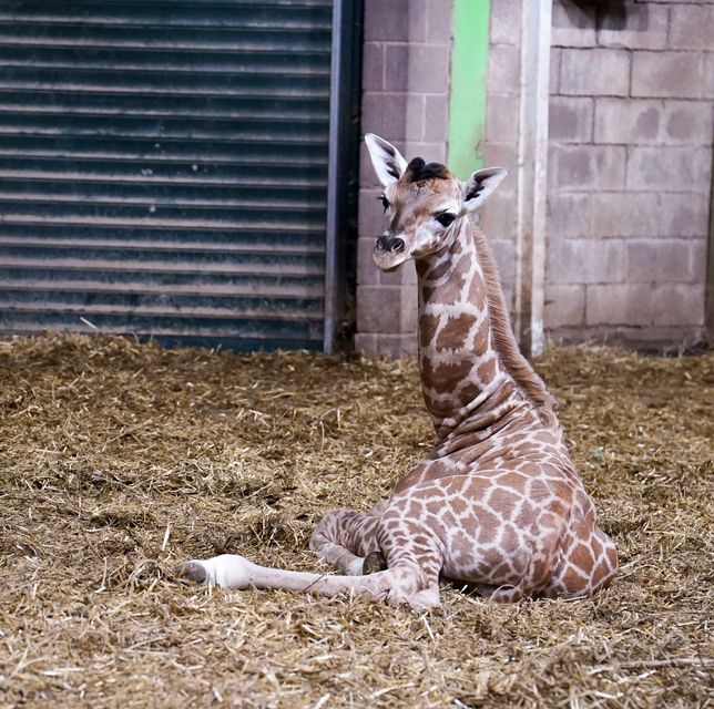 A vote will take place on Belfast Zoo’s Facebook page (Belfast Zoo/PA)