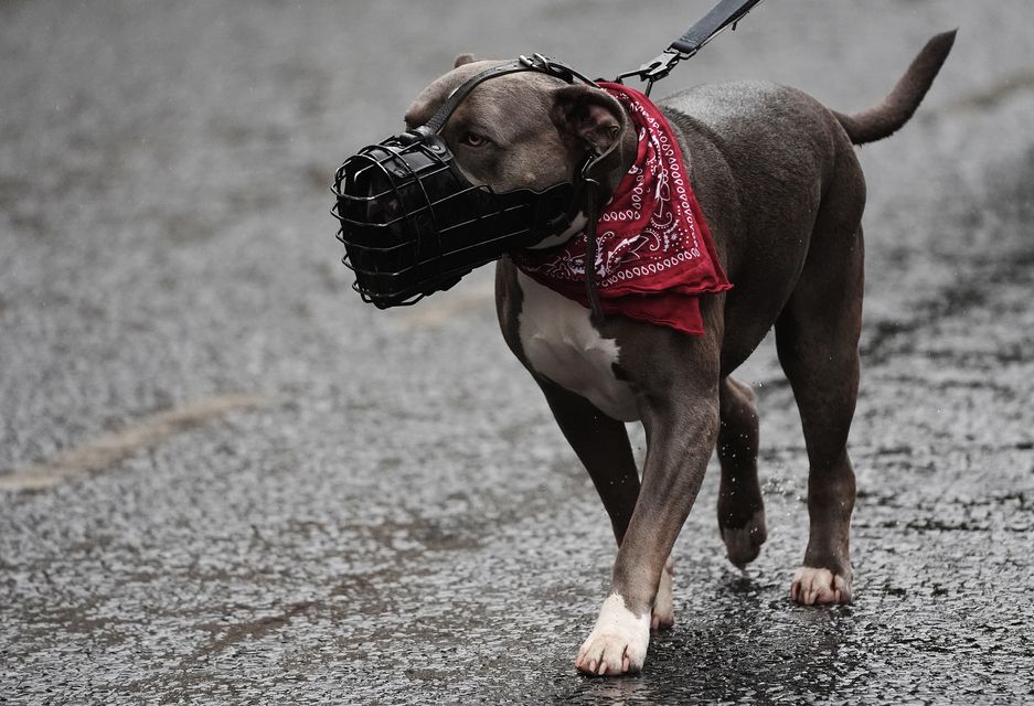 An XL bully. (Brian Lawless/PA)