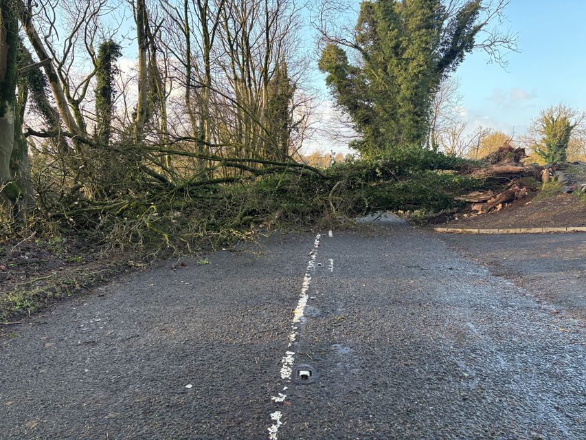 A fallen tree blocks the Seven Mile Straight close to Templepatrick in Co Antrim on Saturday following Storm Darragh (Rebecca Black/PA)