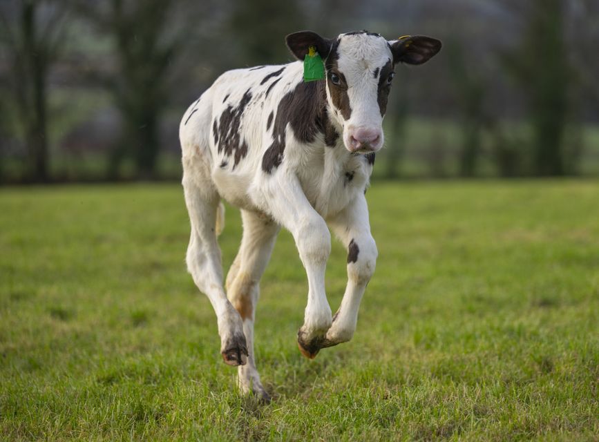 Hilda was born via IVF (Phil Wilkinson/SRUC/PA)