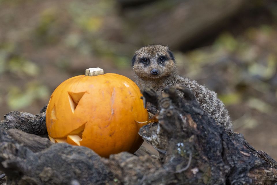 Meerkats at London Zoo get into the Halloween spirit as they enjoyed carved pumpkins (Ben Whitley/PA)