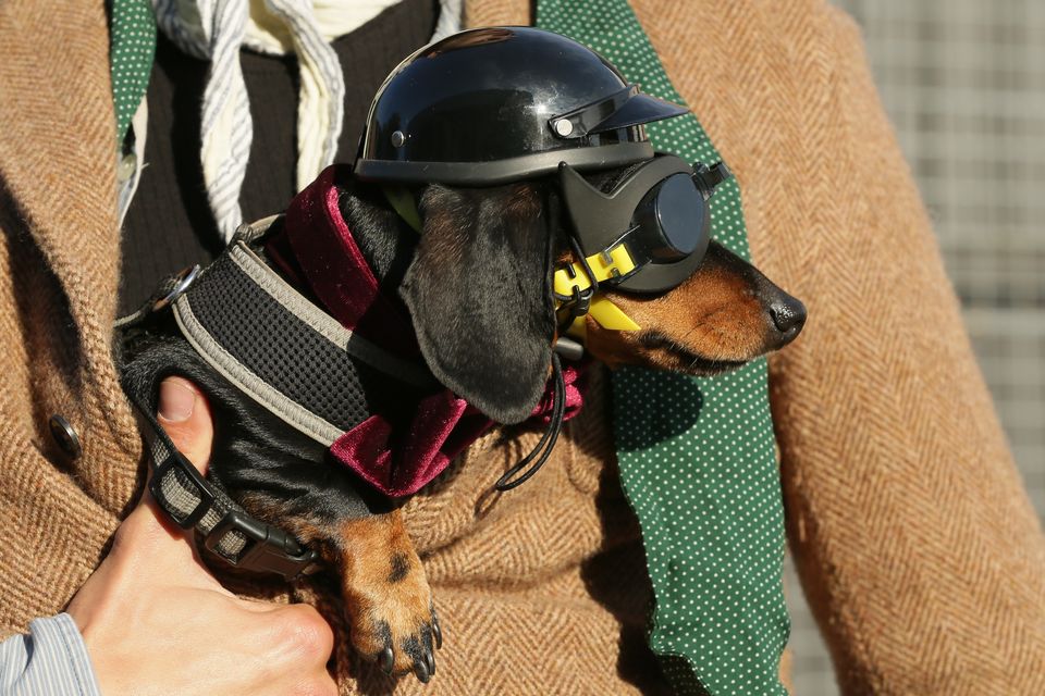 Dachshund best sale motorcycle helmet