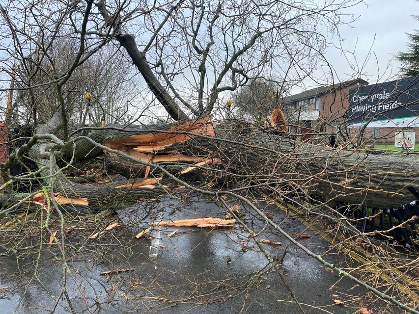 A fallen tree at the Cherryvale playing fields in Belfast (David Young/PA)