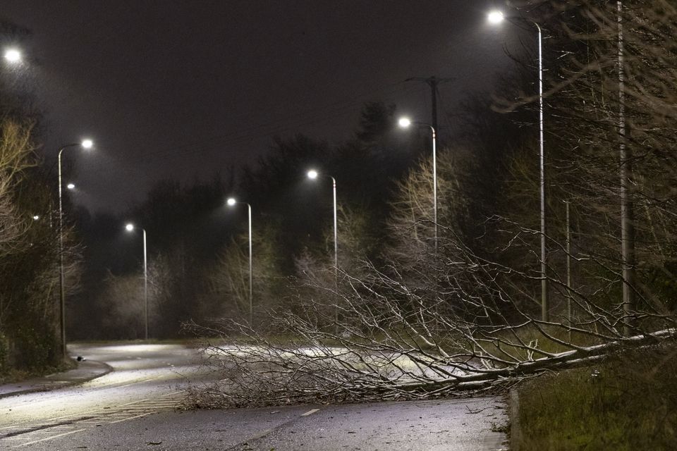 A tree fallen in the Dunmurry area as Storm Eowyn arrives in Northern Ireland on January 24th 2025 (Photo by Kevin Scott)