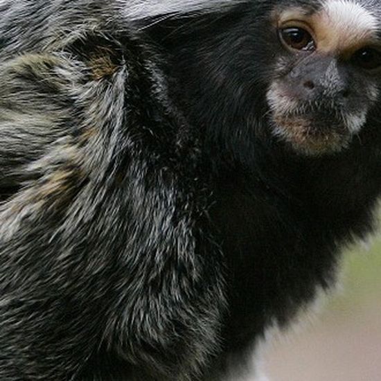 UK's Paignton Zoo bans monkeys from eating bananas for health