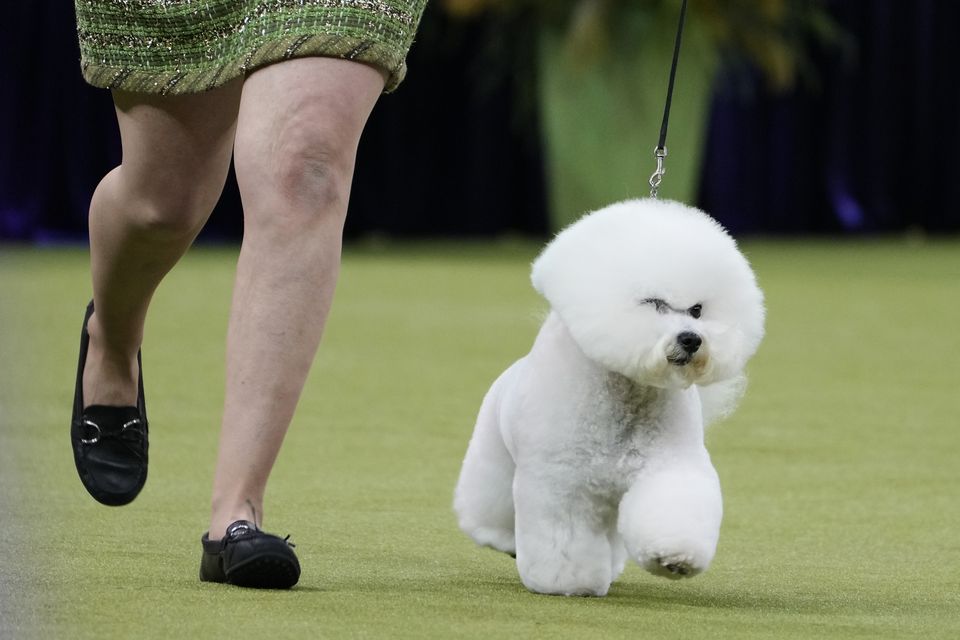 Neal, a Bichon Frise, was in the running (AP)