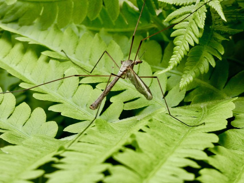 The cranefly, whose larvae can wreak havoc on lawns by eating the grass roots