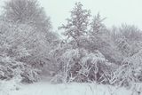 thumbnail: A snowy morning walk in Knockbracken- - December 2017 . Pic: Lindsay Abraham