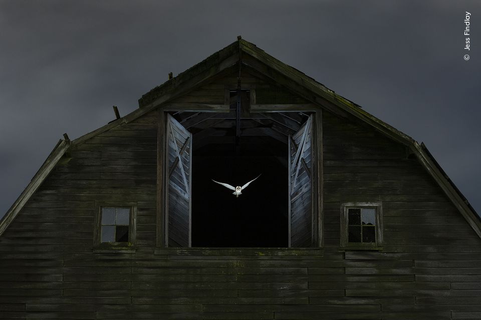 A ghostly barn owl exits the hayloft window of a derelict barn to hunt in fields outside Vancouver (Jess Findlay)