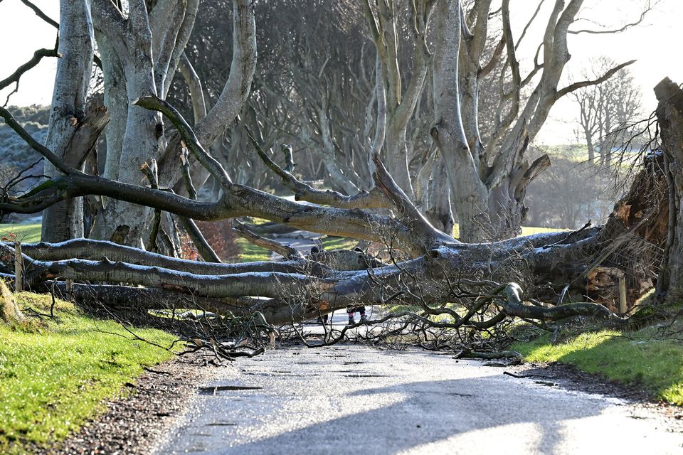 The Dark Hedges in Co Antrim was battered by Storm Éowyn, with another four trees ripped out of the ground. Photo: PressEye