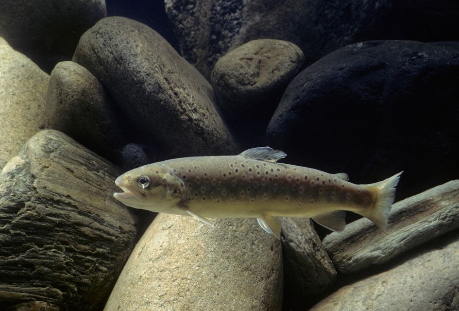 Brown trout have been reintroduced to the river (Alamy/PA)