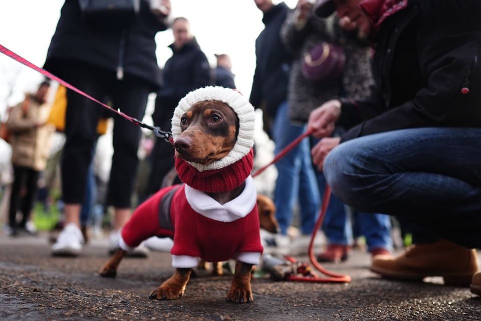 Santa suits were a popular choice among sausage dog owners (Aaron Chown/PA)