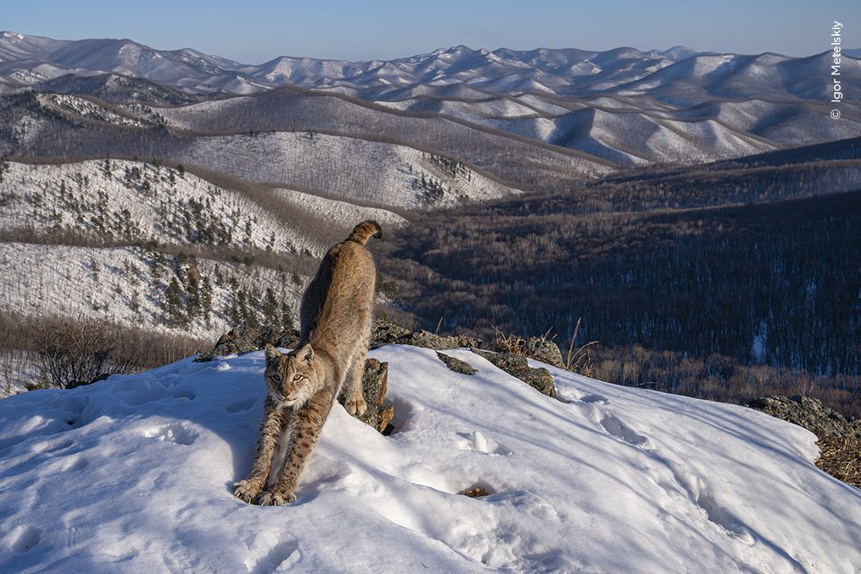 A lynx stretching caught on a camera trap was the winner in the Animals in their Environment category (Igor Metelskiy, Wildlife Photographer of the Year/PA)