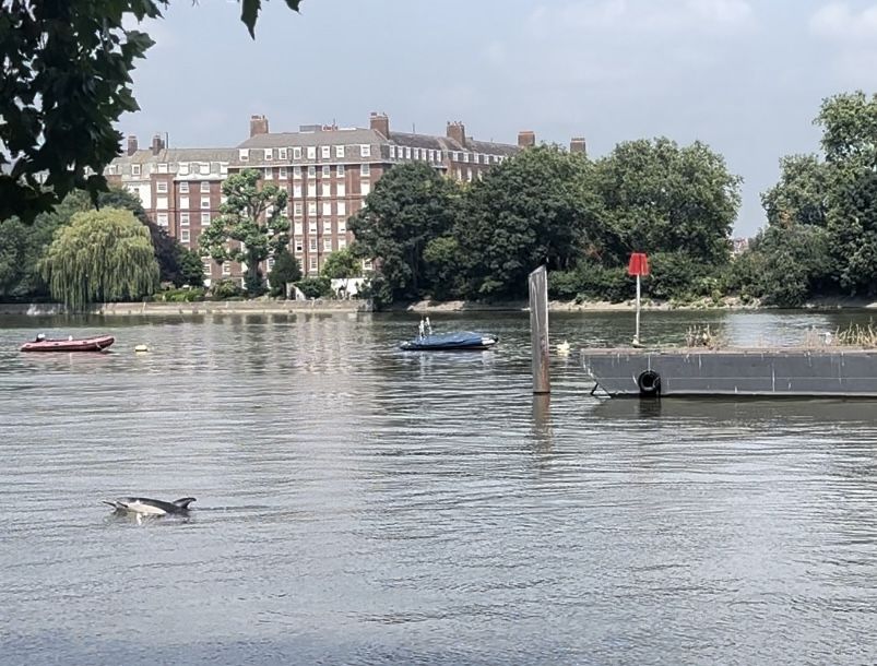 The dolphin in the River Thames on Thursday (Mary Tester/PA)