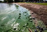 thumbnail: The green algae that covered Lough Neagh last summer.