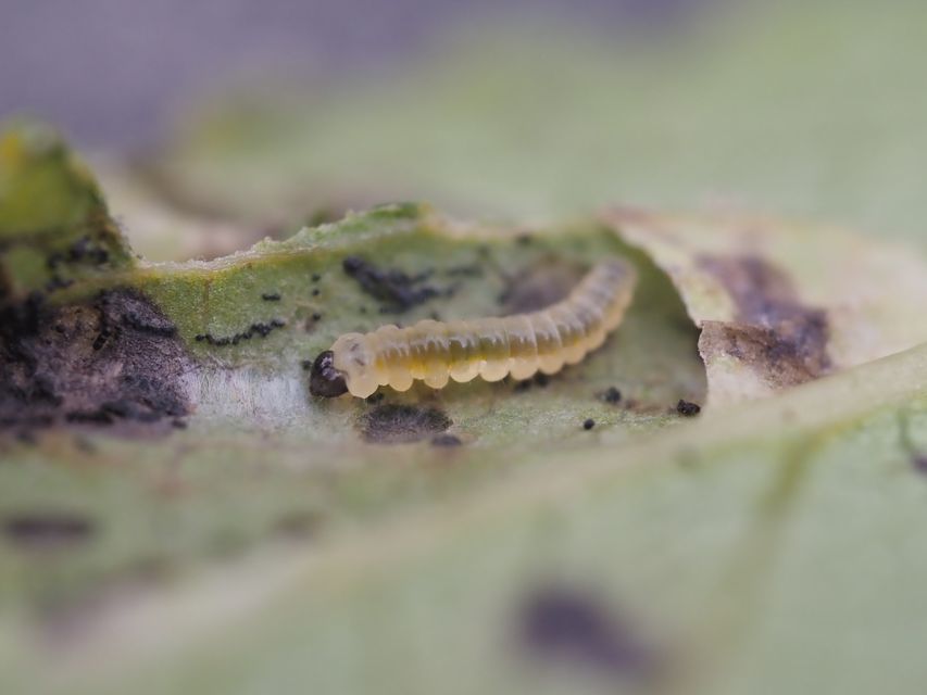 The caterpillars of the tiny moth eat willow leaves from the inside (Billy Dykes/PA)