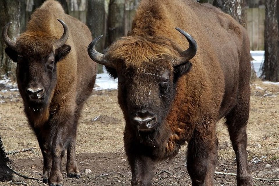 Slaughter of captured bison urged | BelfastTelegraph.co.uk