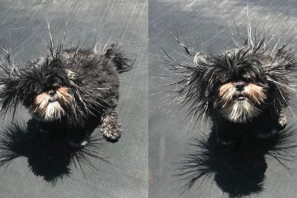 Static electricity outlet dog