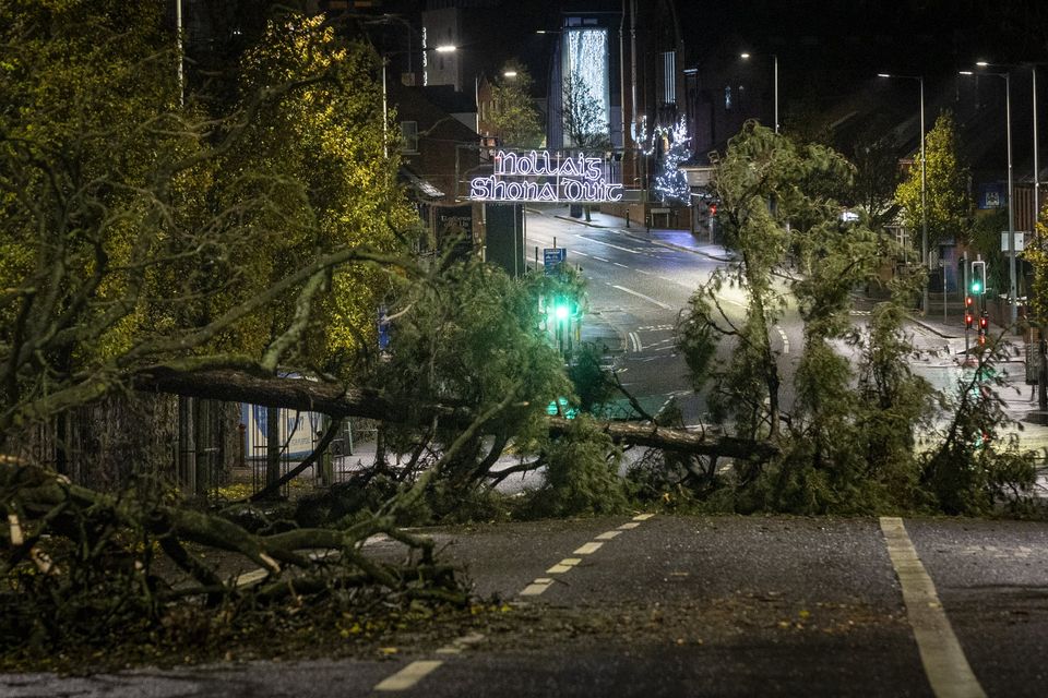 Trees down on the Falls Road in west Belfast as Storm Darragh arrives in Northern Ireland on December 7th 2024 (Photo by Kevin Scott)
