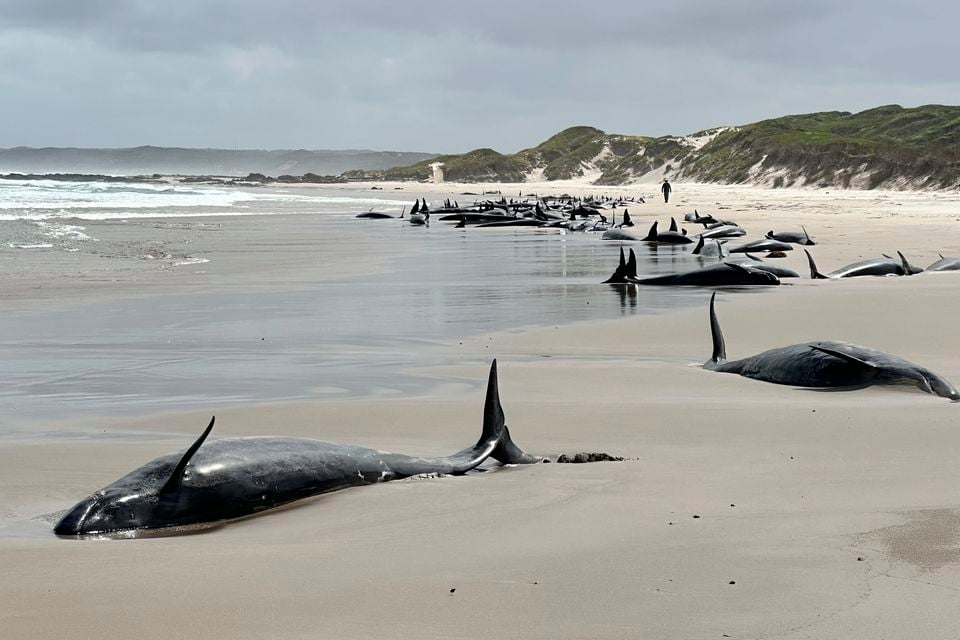 The whales were discovered on an exposed surf beach on Tuesday (Department of Natural Resources and Environment Tasmania/AP)