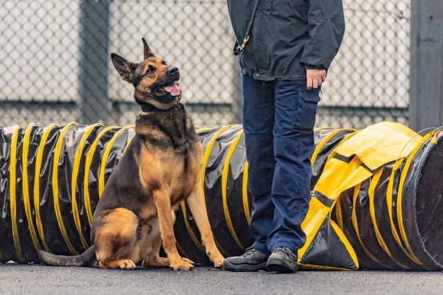 How to train a PSNI dog: 'We go to work together then we go home and put  the feet up together — it's nice' | BelfastTelegraph.co.uk