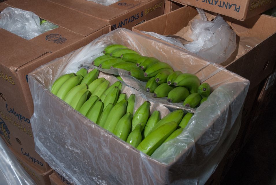 The drugs were found in bananas which arrived at the Port of Dover between May and September 2020 (COPFS/PA)