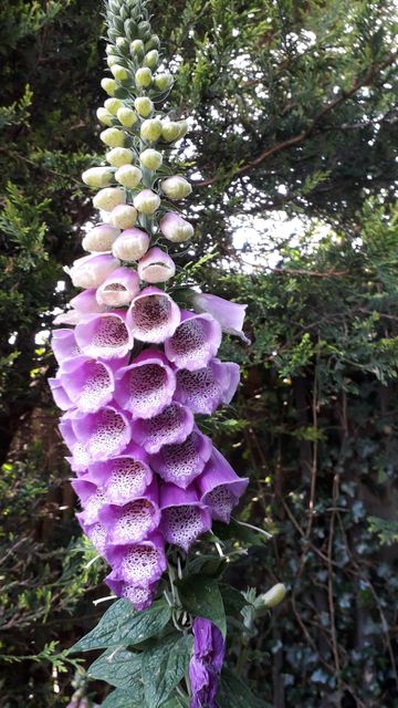 Foxglove at Montgomery Court