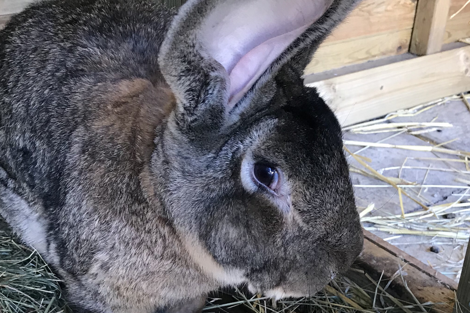 ‘World’s biggest rabbit’ stolen from home in Worcestershire ...