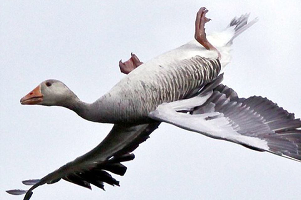 Canada goose 2024 ireland quiz