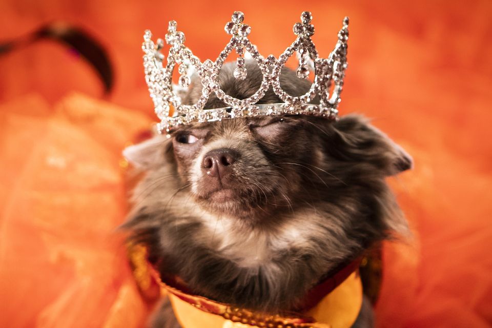 Dog crowns and store tiaras