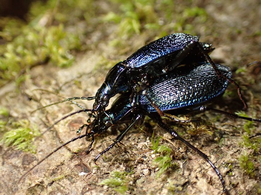 Blue ground beetles are a sign of healthy rainforest (Nick Royle/Exeter University/PA)