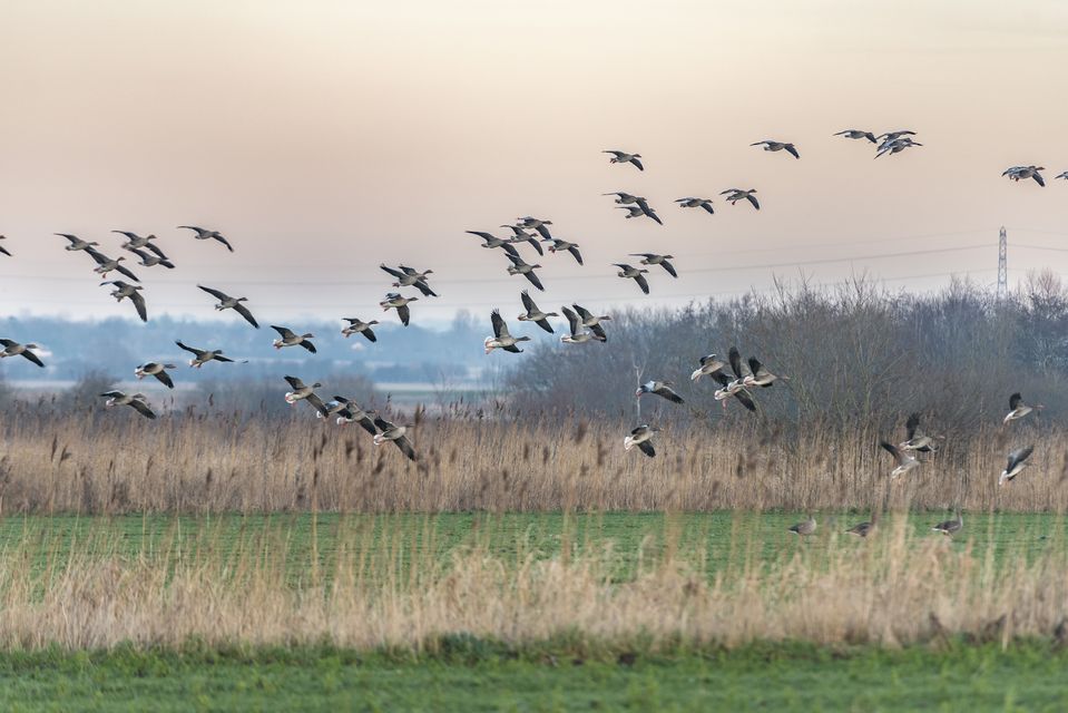 Canada Geese flying into Lunt nature reserve (Paul Harris/National Trust)