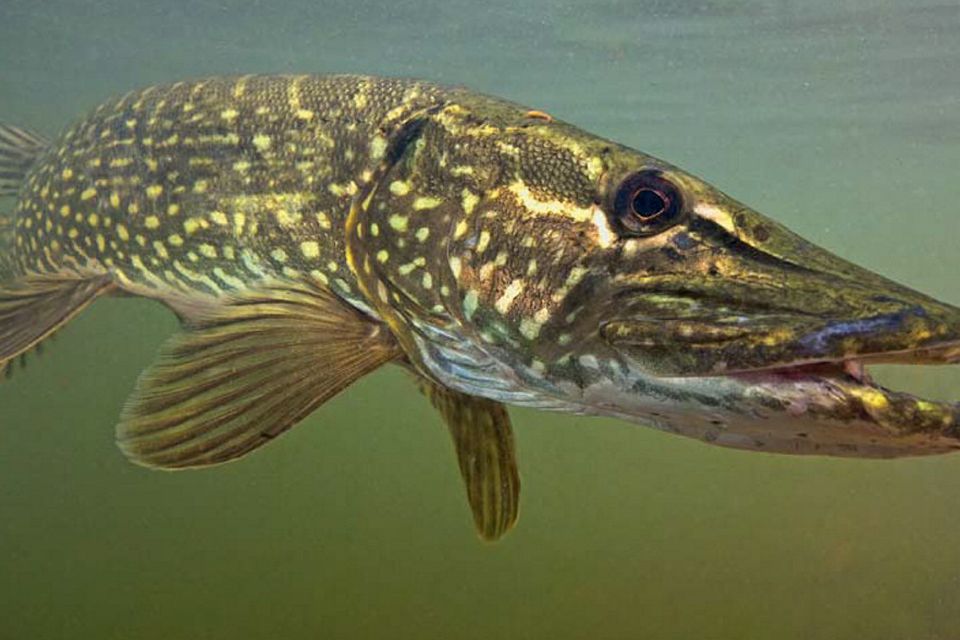 pike bite