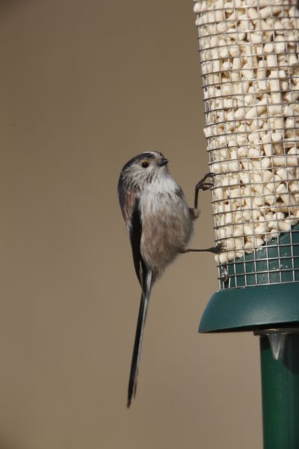 People are being urged to clean feeders and bird baths regularly to prevent disease spread (Nigel Blake/RSPB/PA)