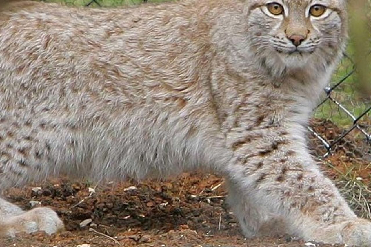 The History of Lynx Sightings in New York