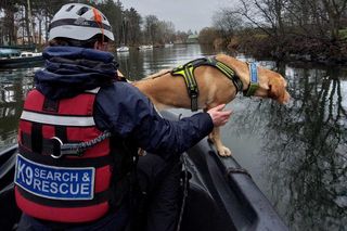 K9 Search and Rescue: Dog search and rescue team appeal to Stormont for  official approval | BelfastTelegraph.co.uk