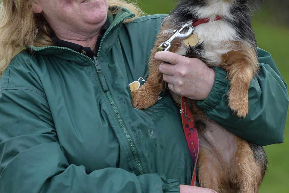 Dog dancing best sale to toto