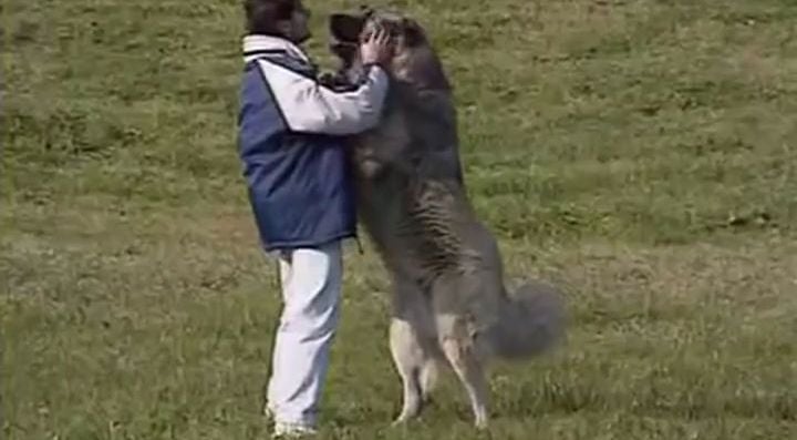 russian bear fighting dog