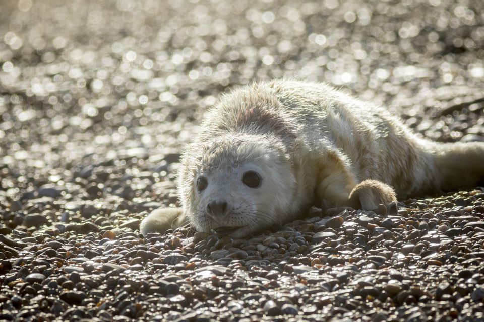 A newborn seal on the shingle at Orford Ness (John Miller/National Trust/PA)