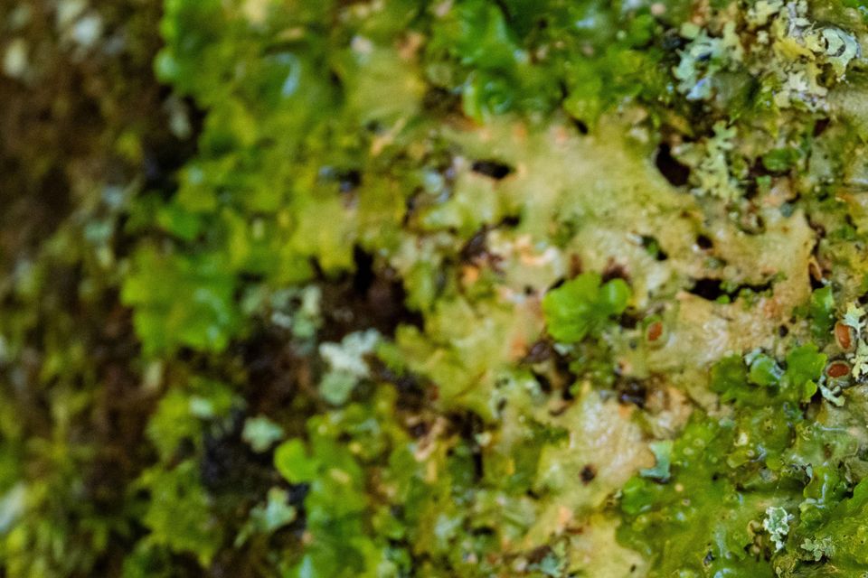 Lichens growing on a tree in a temperate rainforest on the Ardtornish estate on the Morvern Peninsula (HEIF/European Nature Trust/Gethin Chamberlain/PA)