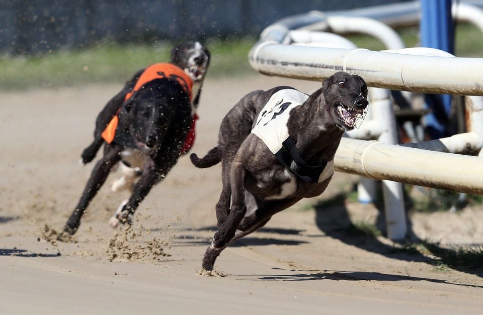 Greyhound racing has come under heavy criticism in recent years (David Davies/PA)